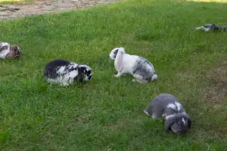 Вилла у озера Мядель - 13