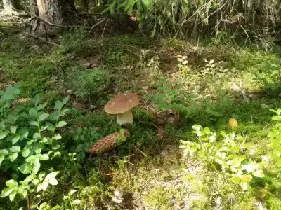 Дом возле озера - 21