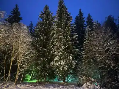 Хвойный Лес - 157