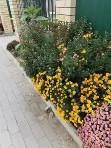 Семейный очаг - 5