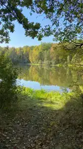 В лесу у залива - 21