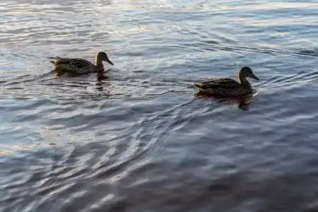 Коди Ярви - 114