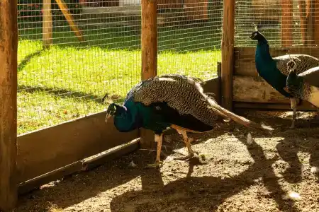 Боровики - 59