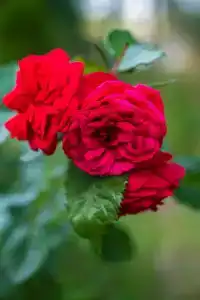 Коди Ярви - 124