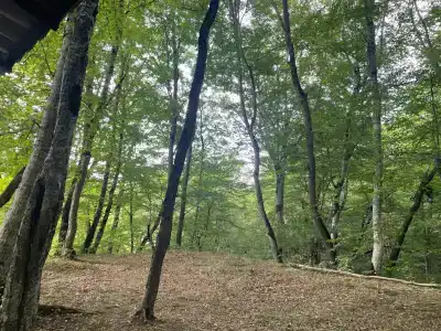 Дубрава - 19