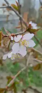 Деревенский финский дом - 40