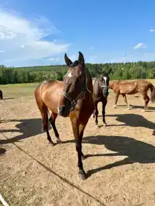 Капитан - 171