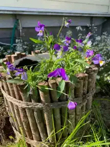 Коди Ярви - 135