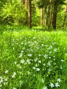 Дом Zarechye с русской баней и горячей купелью - 94