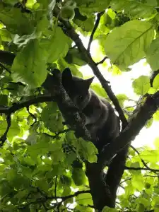 Гестхаус Кот Маркиз - 81