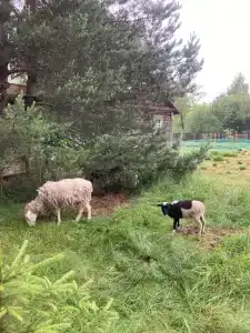 Уютный лесной домик со всеми удобствами в Полянках - 35