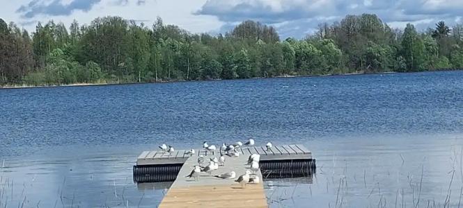 Чайкина дача - 126