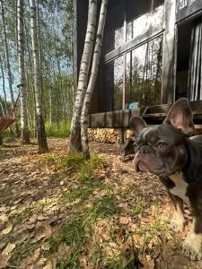 Домик в лесу в СНТ Лесной - 4