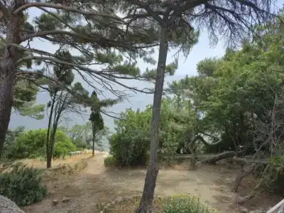 Панеа