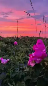 Приглашаю Вас в мою светлую, уютную однокомнатную квартиру ! - 22