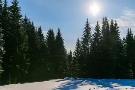 Опушка. Дом среди деревьев - 24