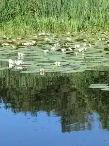 Царское село - 7