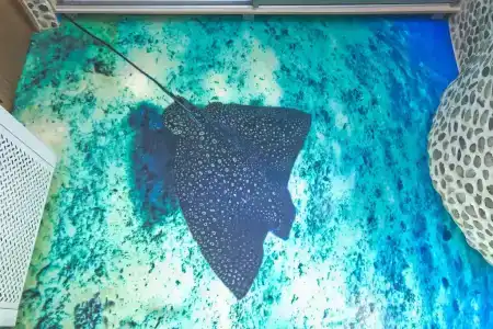 Ленивый Дельфин - 107