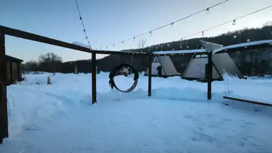 Клен - 88