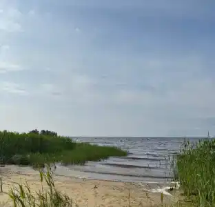 Тень сосны - 43