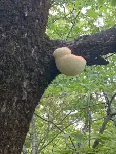 Аммонит - СевКавТисиз - 51