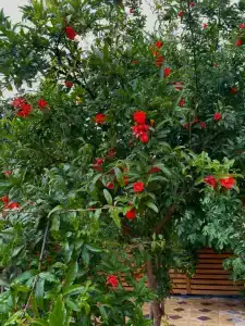 Дом напротив крепостной стены - 6