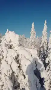 Шушпа - 22