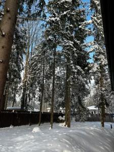 Дом в сосновом лесу - 38