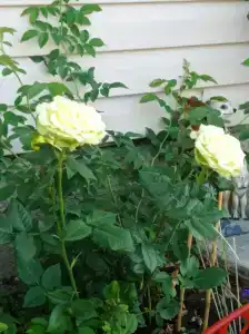 Семейный дом - 29