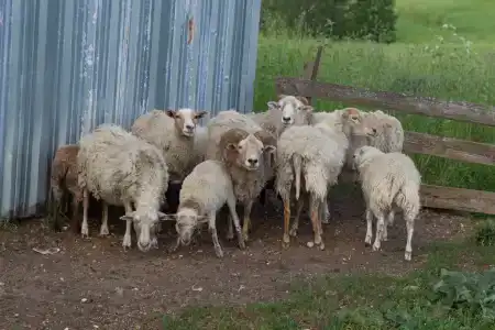 Вилла у озера Мядель - 51