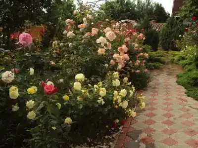 Глория - 69