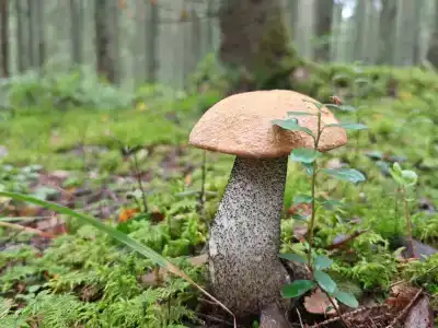 Дом на Селигере у озера в сосновом бору - 25