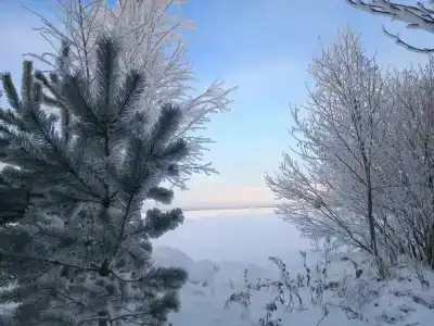 Коди Ярви - 141