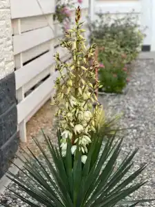 Модуль Дача-1 - 62