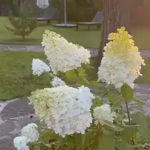 Шале в сосновом бору - 50