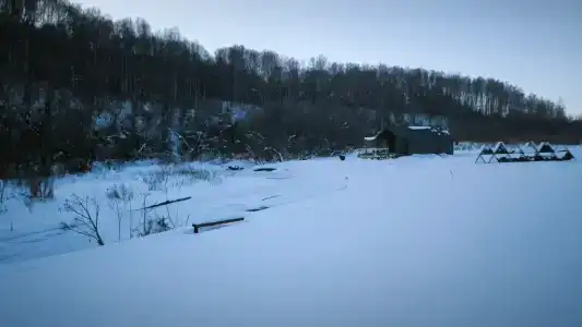 Клен - 86