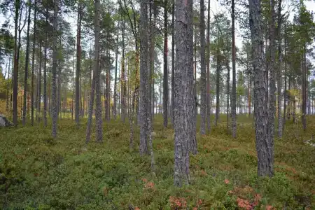 Дом-баня на берегу озера Уросозеро - 20