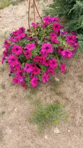 Дом для отдыха - 71