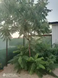 Фрукты - 9
