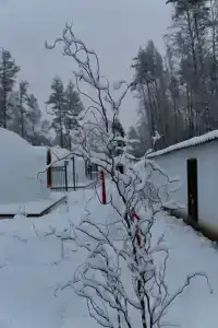 Хэйлун - 49