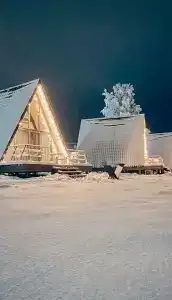Клен - 59