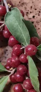 Дома у моря на Приморской - 22