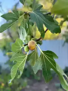 Вилла Гармония - 138