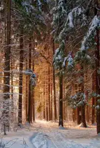 Оленья ферма Бэмби Лэнд - 7