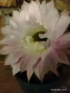 Ракушка Казантипа - 66