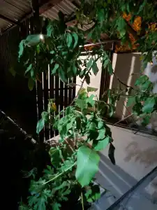 Квартиры на Совхозной 50 - 50
