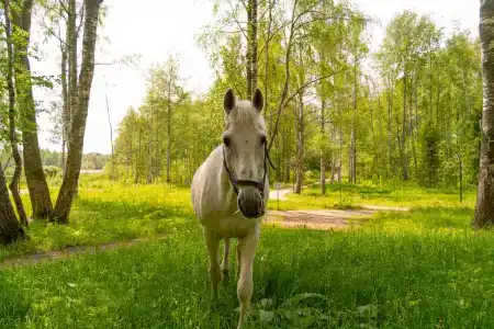 Дом с видом на лес - 401