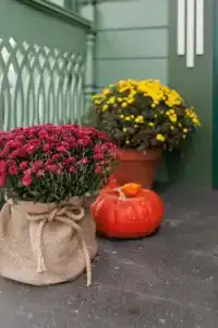 Сирин дом - 122