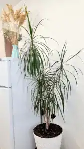 5star Apartment - 35