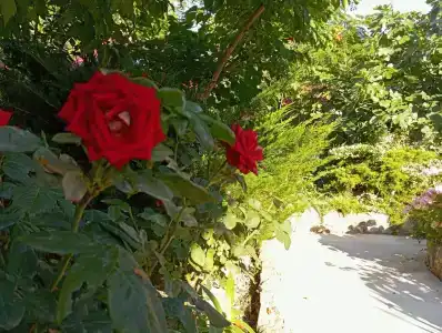 Семейный - 27